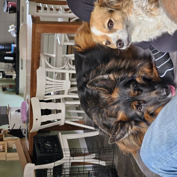 Saar uit Goes zoekt een Hondenoppas