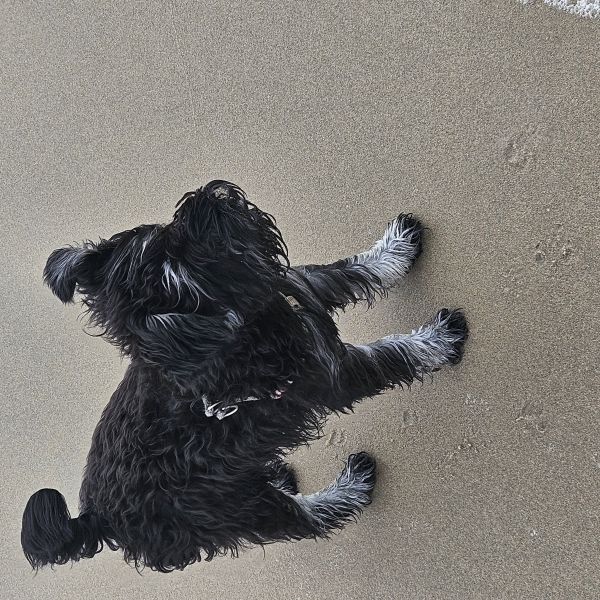Bowie uit Alphen Aan Den Rijn zoekt een Hondenoppas
