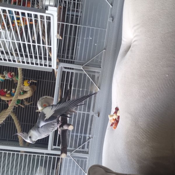 Sjaakie en sjors (vrouwlijk) uit Heiloo zoekt een Vogeloppas