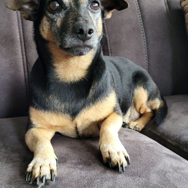 Luna uit Elburg zoekt een Hondenoppas