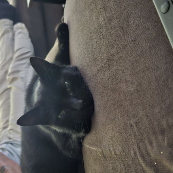 Tommie, Gremlin uit Sneek zoekt een Kattenoppas
