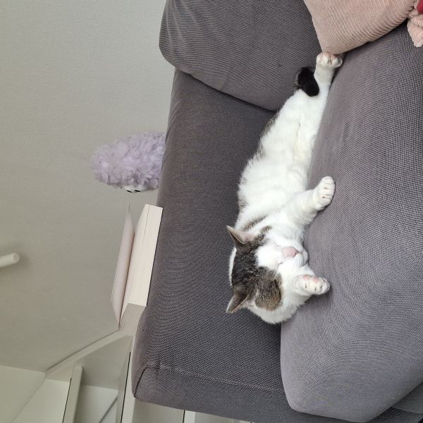 Dante uit Nederhorst Den Berg zoekt een Kattenoppas