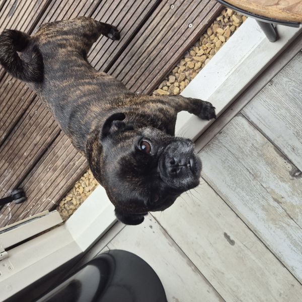 Lilly, Lilly uit Bovenkarspel zoekt een Hondenoppas