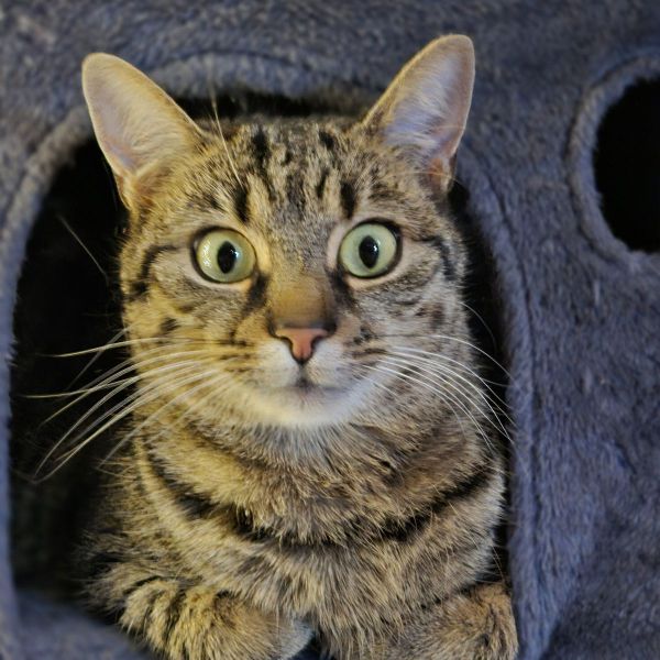 Roxy, Nala uit Eindhoven zoekt een Kattenoppas