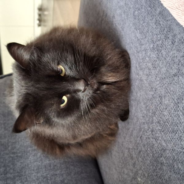 Slash, Spoki uit Oss zoekt een Kattenoppas