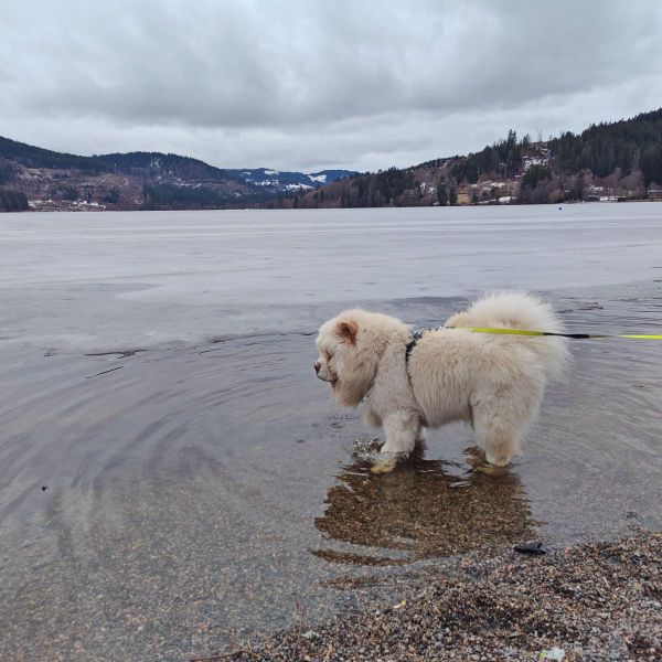 Denzo uit Uithoorn zoekt een Hondenoppas