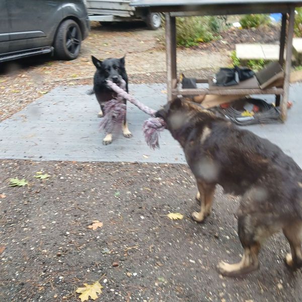 Hondenoppas Demy uit Venray