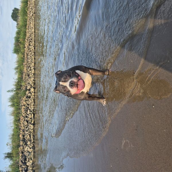 Ziggy uit Groot-Ammers zoekt een Hondenoppas
