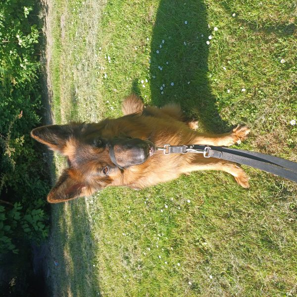 Ludo uit Spijkenisse zoekt een Hondenoppas