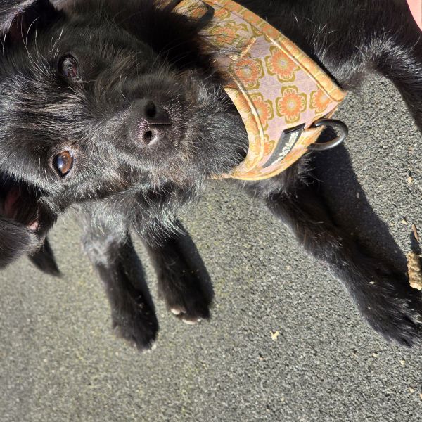 Pietje uit Utrecht zoekt een Hondenoppas