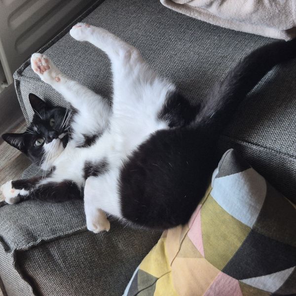 Kroket uit Oosterhout zoekt een Kattenoppas