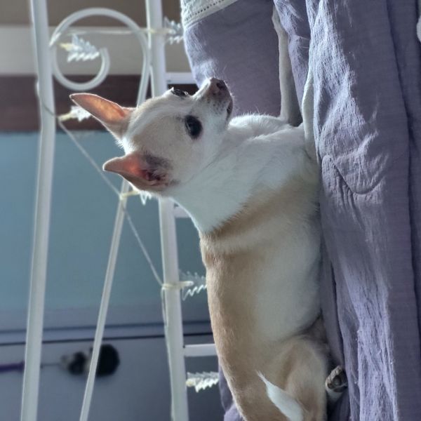 CHANEL, DAISY uit Vlaardingen zoekt een huisdierenoppas