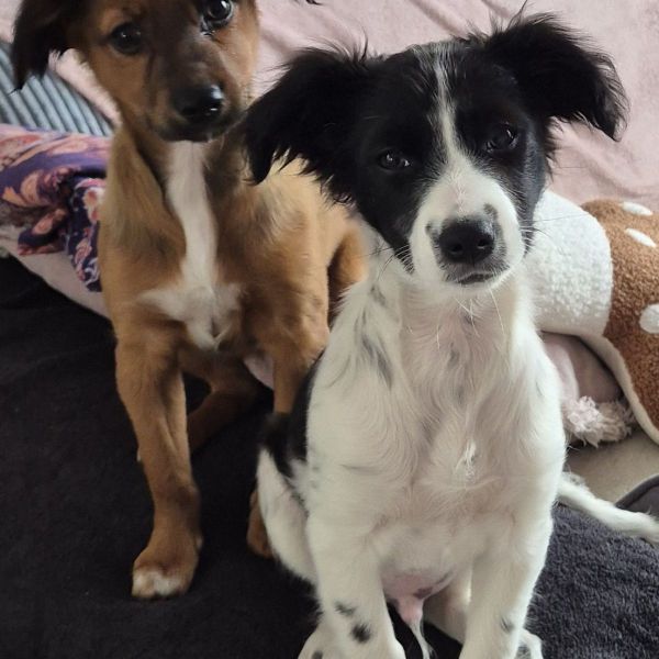 Wendy uit Kootwijkerbroek zoekt een huisdierenoppas