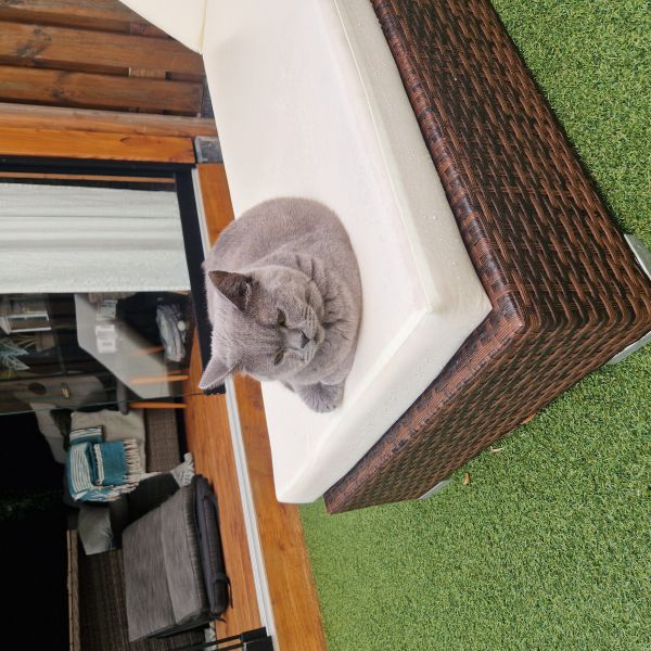 Desi uit Brielle zoekt een Kattenoppas