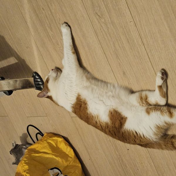 Fuego, Rolina uit Vlijmen zoekt een Kattenoppas