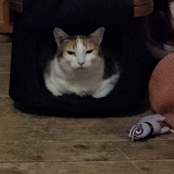 Lotty uit Amsterdam zoekt een Kattenoppas