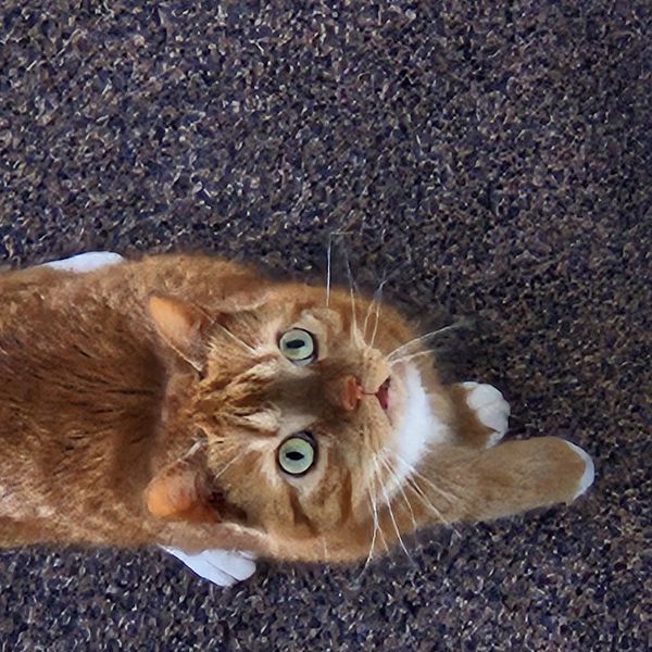 Gijsje uit Schoonhoven zoekt een Kattenoppas