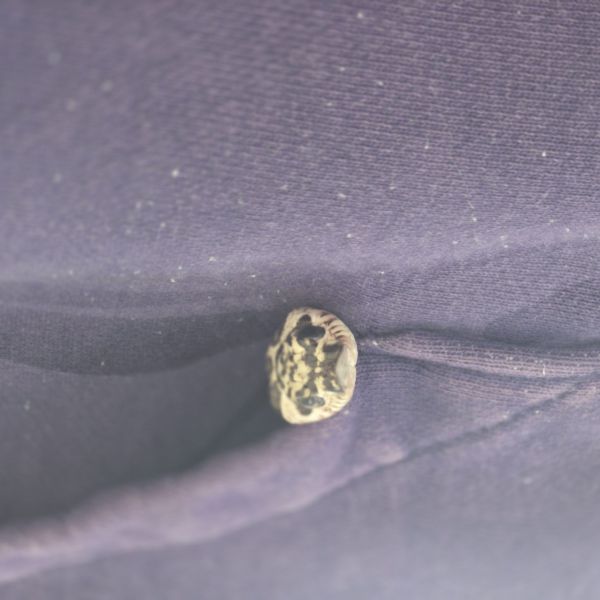 F.A.J. Everaert uit Breda zoekt een Reptielenoppas