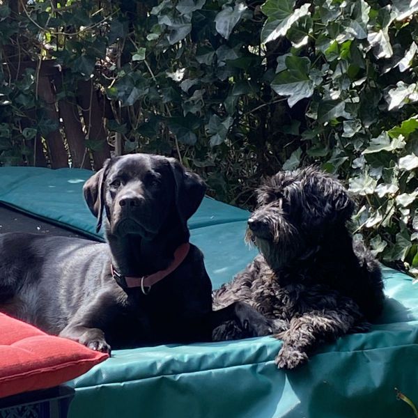 Daisy, Demi uit Utrecht zoekt een Hondenoppas