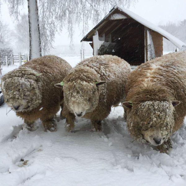 6 Ryelandschapen, 3 poezen, Chester uit Hengelo (Gld) zoekt een huisdierenoppas