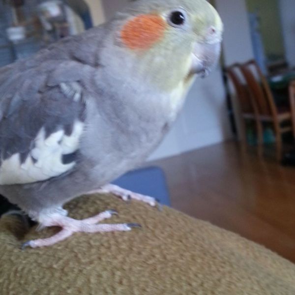 Spooky, George uit Voorburg zoekt een Vogeloppas