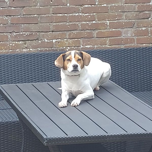 Jip uit Alkmaar zoekt een Hondenoppas