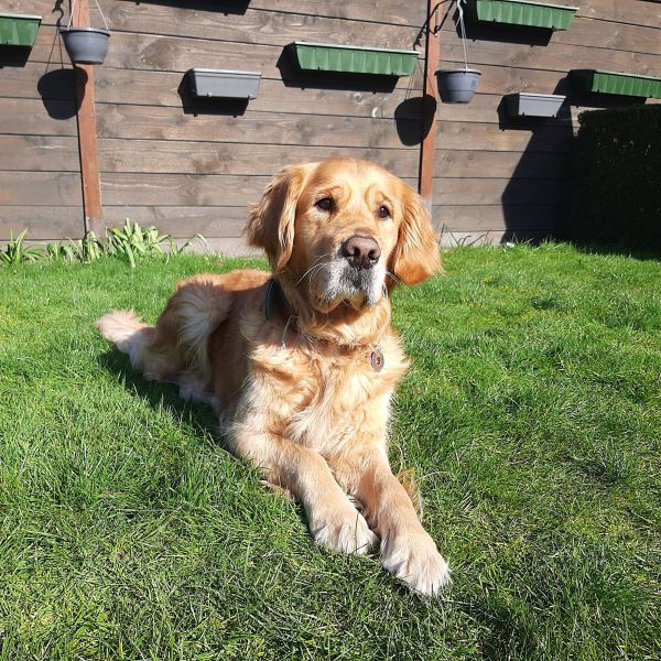 Chelsey, Xena uit Veenendaal zoekt een Hondenoppas