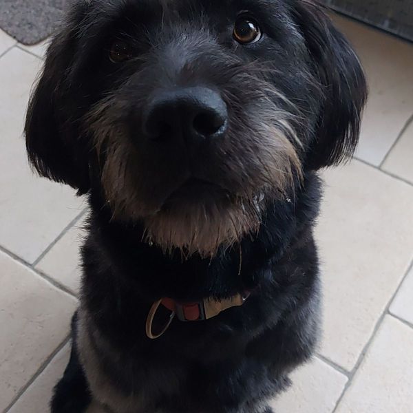 Joep uit 'S-Heerenberg zoekt een Hondenoppas