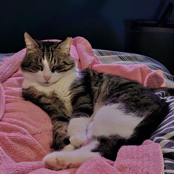 Chewie uit Serooskerke zoekt een Kattenoppas