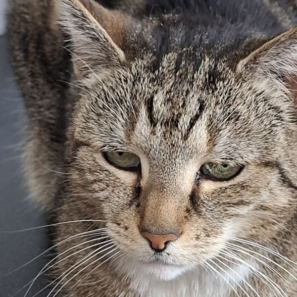 Siep uit Bussum zoekt een Kattenoppas