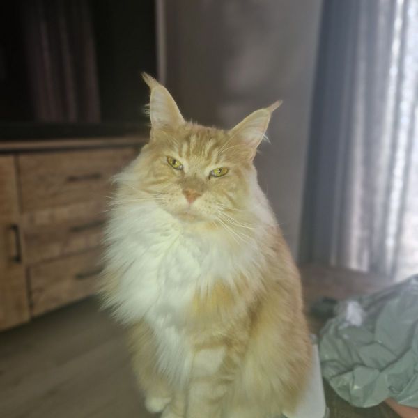 Scar, Onyx uit Hoorn zoekt een Kattenoppas