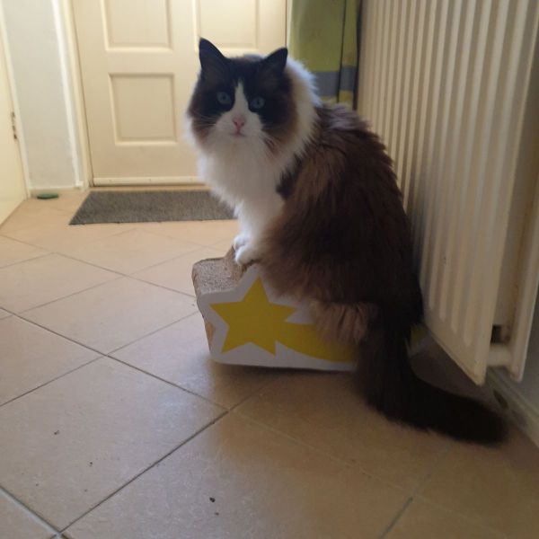 Tommy uit Middelburg zoekt een Kattenoppas
