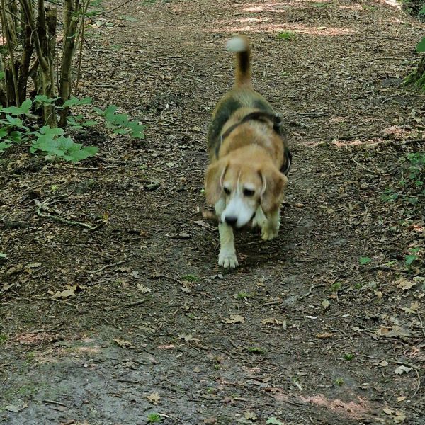 Shiva uit Warnsveld zoekt een Hondenoppas