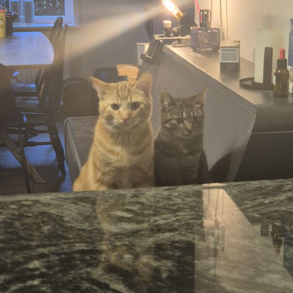 Cato, Siem uit Breukelen zoekt een Kattenoppas