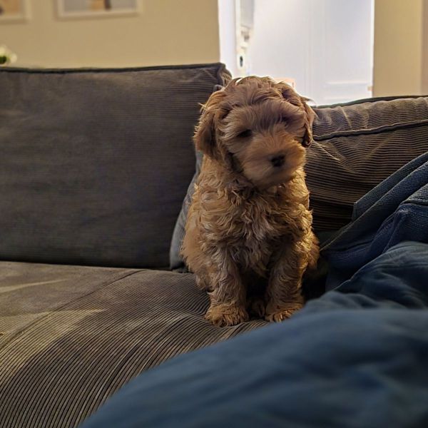 Bobby uit Spijk Gem Lingewaal zoekt een Hondenoppas