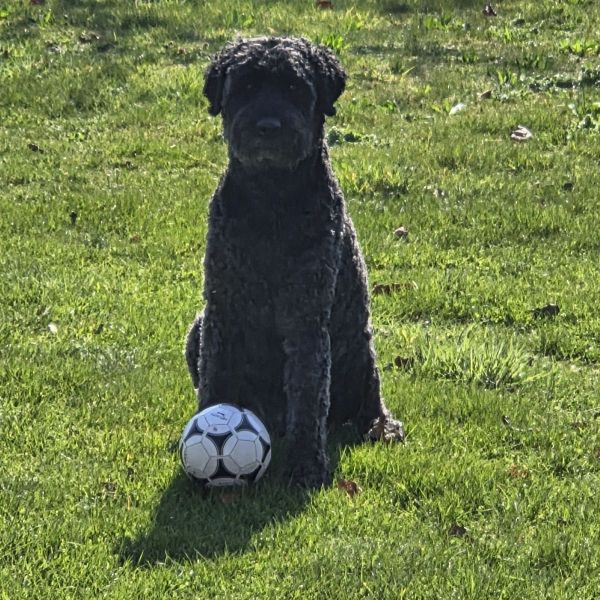 Jack, Phoebe uit Hengelo, Gld zoekt een huisdierenoppas