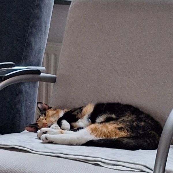 Zoe uit Ijsselstein zoekt een Kattenoppas