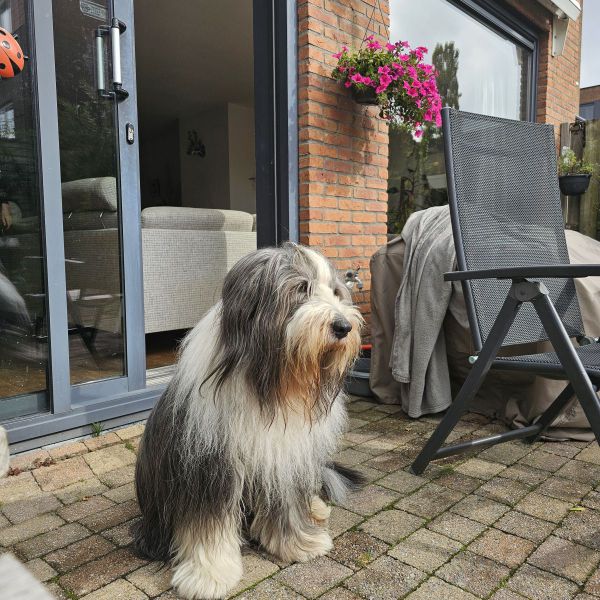 Nero, Frans en Tosca Engelander uit Nieuw-Vennep zoekt een Hondenoppas