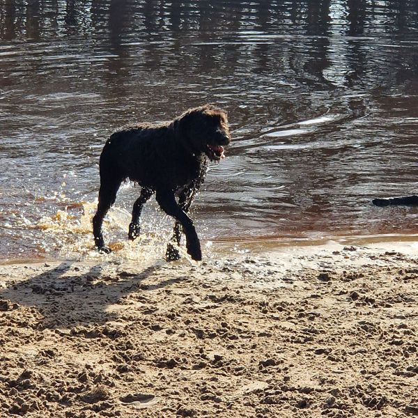 Floor, Luna uit Wapenveld zoekt een Hondenoppas
