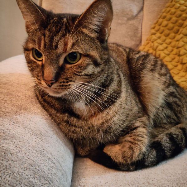 Jesmar uit Maassluis zoekt een Kattenoppas