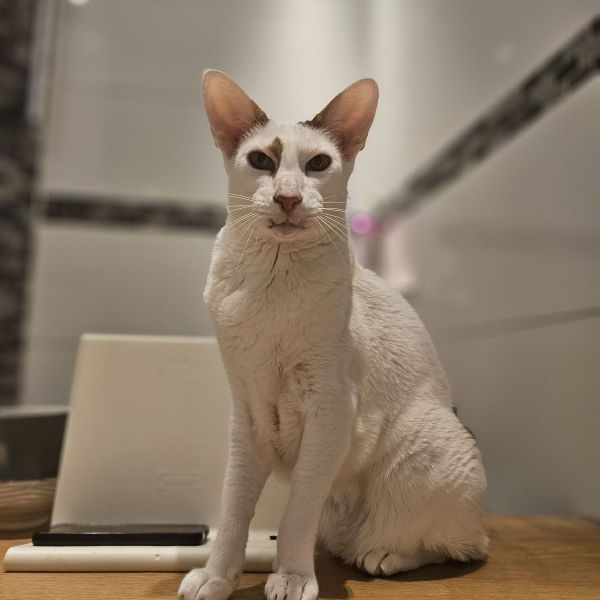 Jelle, Bente uit Makkum zoekt een Kattenoppas