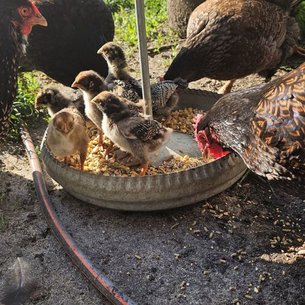 Kippen, Kanarie uit Waddinxveen zoekt een Vogeloppas