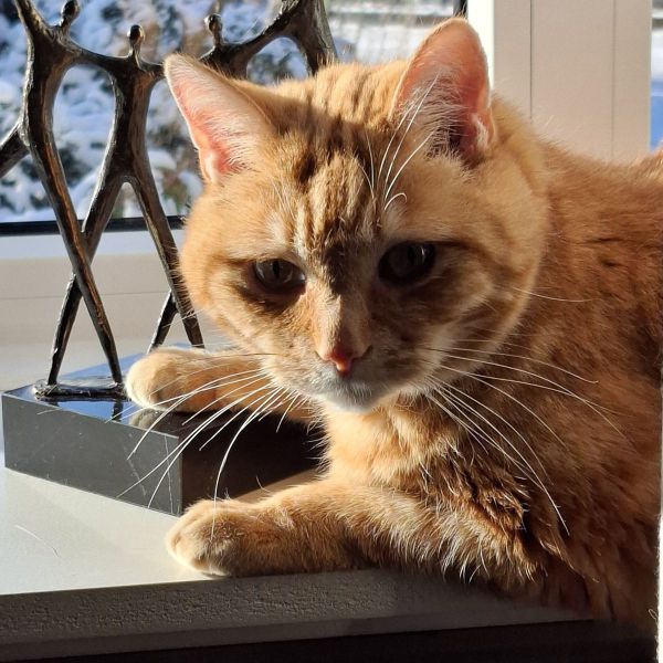 Youp uit Haaksbergen zoekt een Kattenoppas