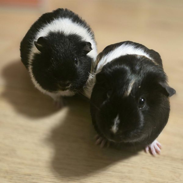Irina Langeveld uit Harlingen zoekt een Knaagdierenoppas