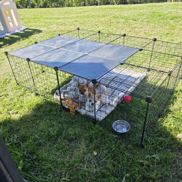Tommy (wit), Foxy (bruin) uit Zwartewaal zoekt een Hondenoppas