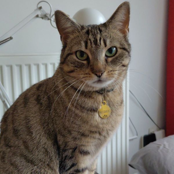 Libby uit Nijmegen zoekt een Kattenoppas