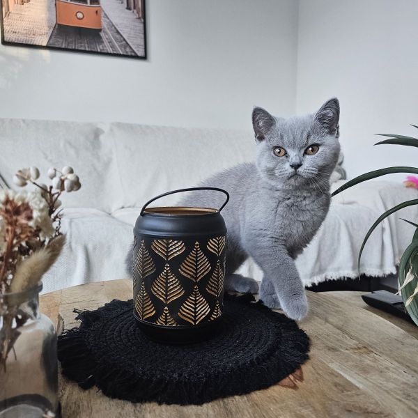 Sukí uit Hoofddorp zoekt een Kattenoppas