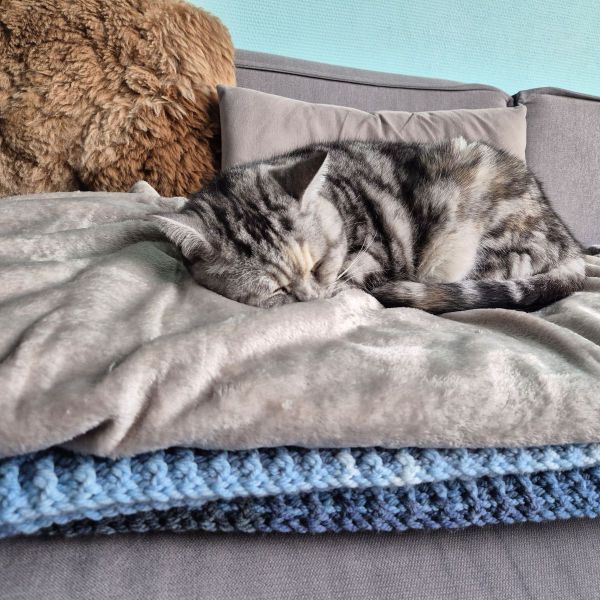 Kimba uit Aalten zoekt een Kattenoppas