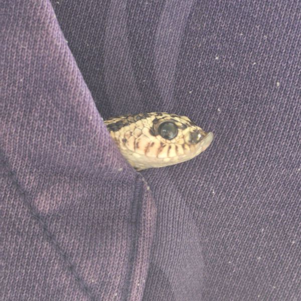 F.A.J. Everaert uit Breda zoekt een Reptielenoppas