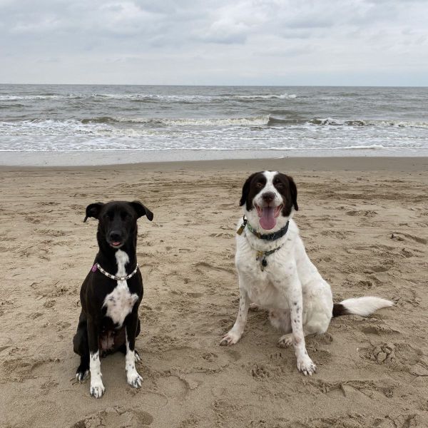 Chip, Sofie uit Tilburg zoekt een Hondenoppas